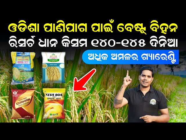 Research paddy seed | ଓଡିଶା ପାଇଁ ବେଷ୍ଟ ଧାନ  | Dhana chasa kemiti karibe | dhana chasa odia