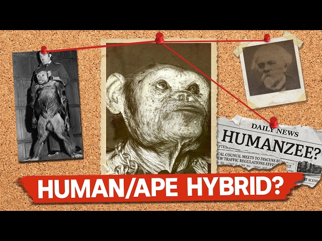 Can A Human And A Chimp Have A Baby? (it's complicated)