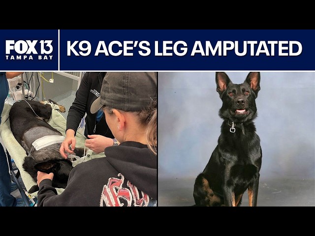 Polk County K9's leg amputated after shootout with suspect