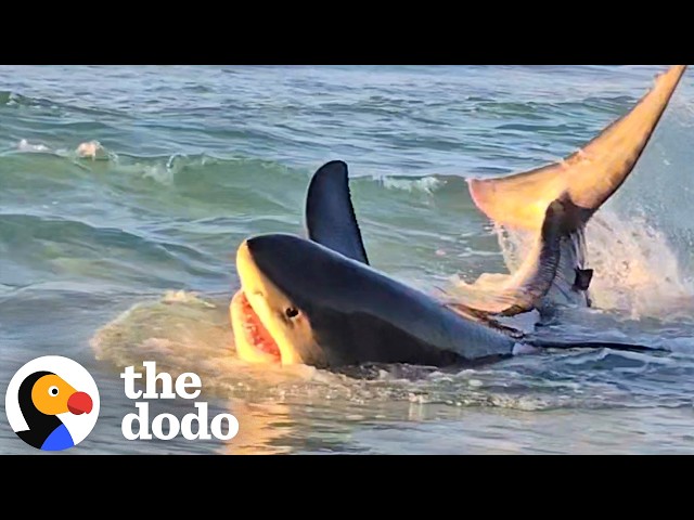 Woman Gets So Emotional Saving A Shark's Life | The Dodo