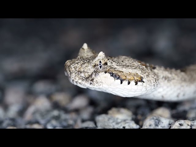 Watch different type of snakes video
