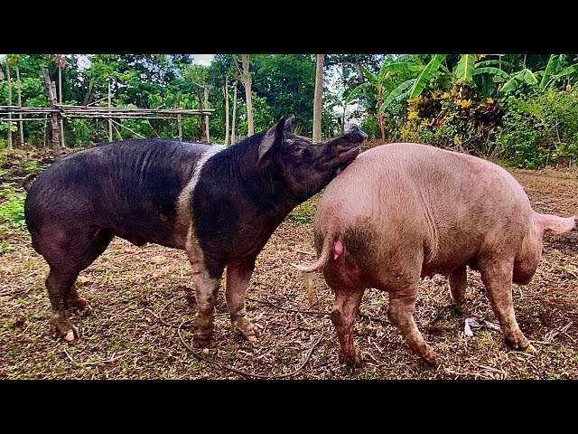 No Limit of Breeding unstoppable production #breeding #pigbreeding #pigfarming 