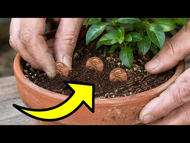 Use Pennies to Save Your Plants: A Simple Soil Hack