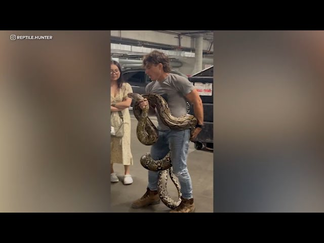 20-foot python found abandoned inside LA apartment complex dumpster