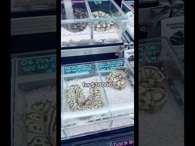 The Ball Python Behind a $2.5 Million Lawsuit