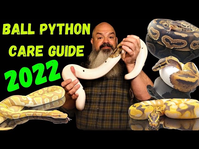Ball Python Care Guide for Beginners