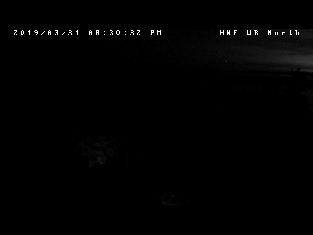 Hancock Wildlife Foundation Live Stream