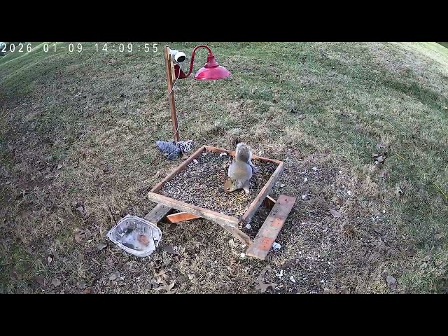 TapoC560WS timelapse 2026 01 01 to 2026 01 30 dawntodusk sample120 0s