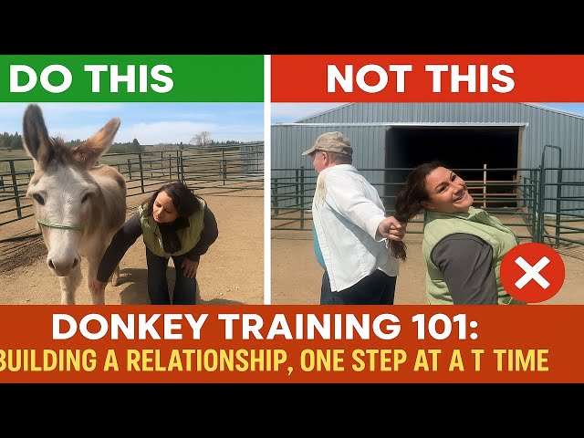 Donkey Training 101: Building a Relationship, One Step at a Time
