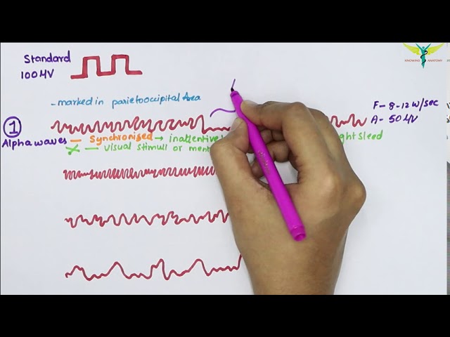 Electroencephalogram (EEG) | Waves | Physiology