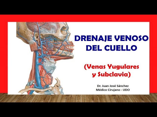 🥇 VENOUS DRAINAGE OF THE NECK - (Internal, External, Subclavian Jugular Veins). Easy and Simple