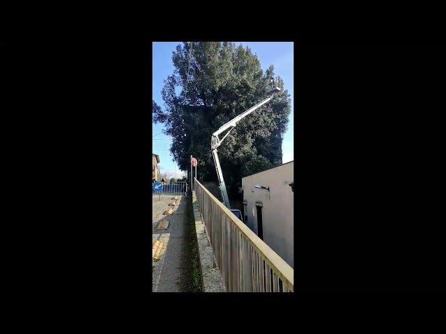 Potatura leccio in alta quota, con piattaforma aerea e tree climbing