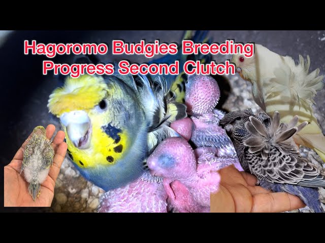Hagoromo Budgies Breeding Progress 2nd Clutch || Budgies Colony Aviary | Helicopter birds 2026 