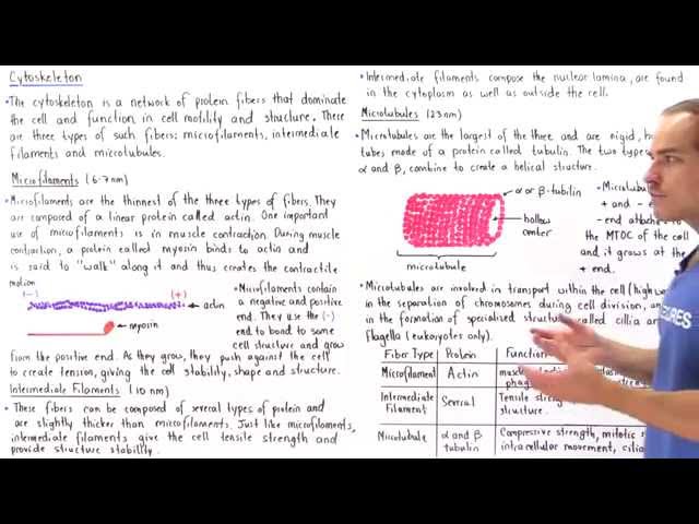 Microfilaments, Intermediate Filaments and Microtubules
