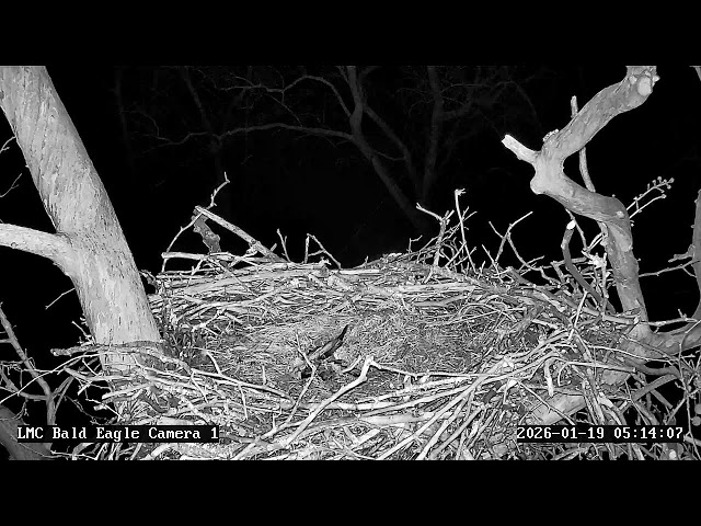 Little Miami Conservancy Bald Eagle Nest Live Camera #1