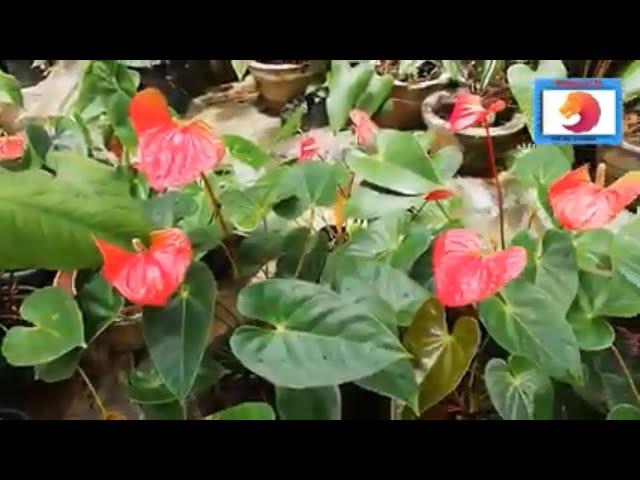 Sri Lankan Flower Garden / Anthurium Flowers / Find Next 2049
