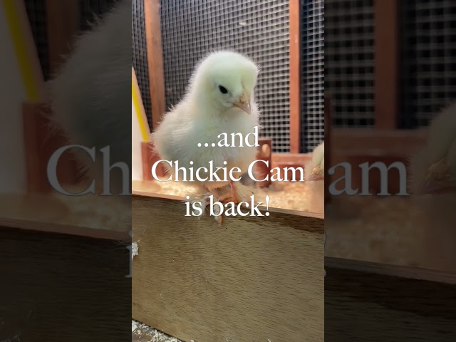 Chickie Cam is Back!