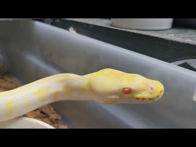 Albino ball python checking out what's going on