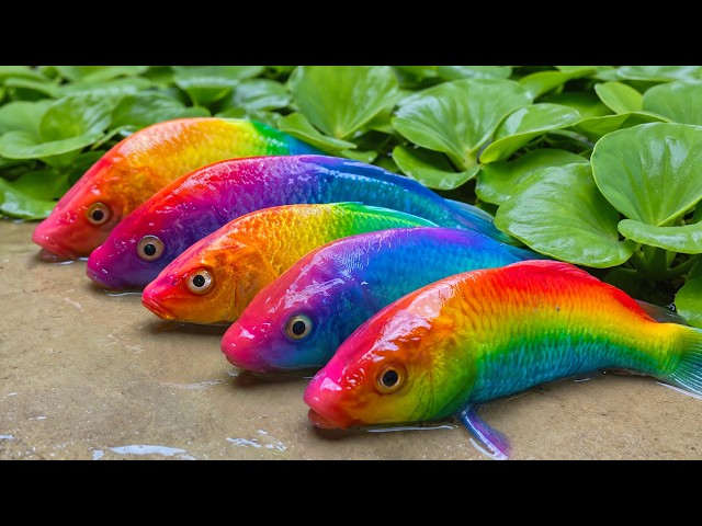 Awesome Catch Stunning Freshwater Aquarium Fish in Small Pond, 잉어, 문어, 장어, 구피, 플라스틱 악어, 게