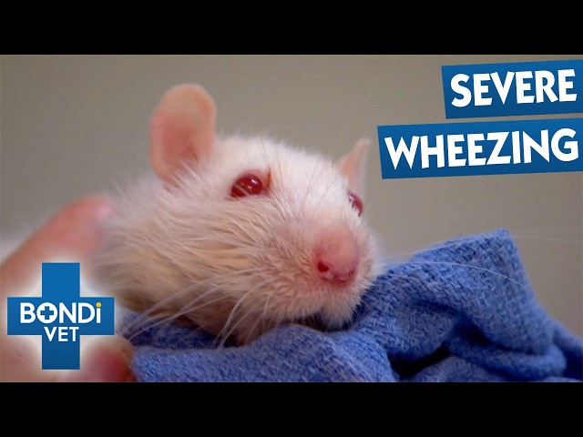 Tiny Albino Rat’s Breathing Problem Could Be Life-Threatening | Bondi Vet