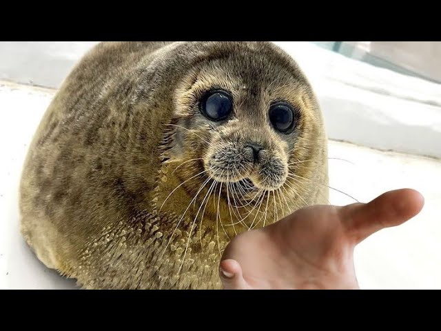 10 Hours of Funny Seals