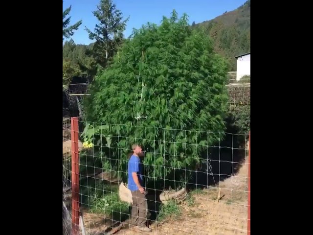 Giant Cannabis Sativa grown in California