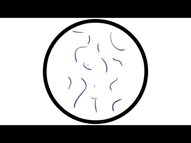 PAWSA - ROLL PLAY
