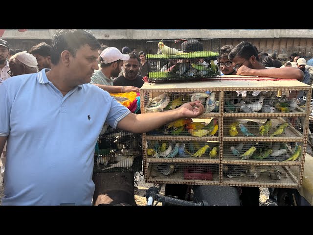 Birds Market Lalukhet Jaal Update 18-10-26 
