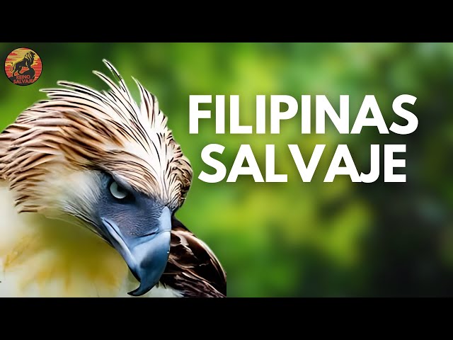 FILIPINAS SALVAJE – Los Animales Más Sorprendentes del Archipiélago Filipino | Documental Animal