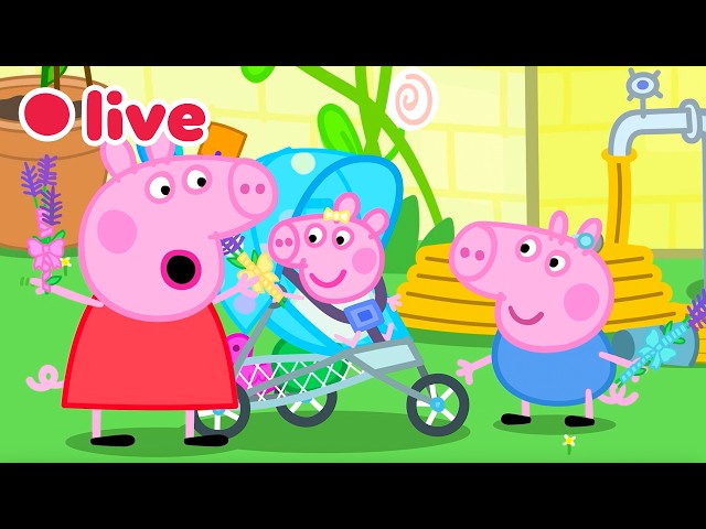 🔴 LIVE ⭐ Los mejores momentos de Peppa como hermana mayor de la Bebé Evie 🍼 | Episodios Completos