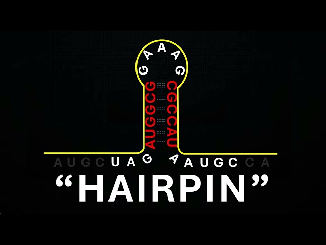 What Are Hairpins? (RNA Secondary Stuctures)