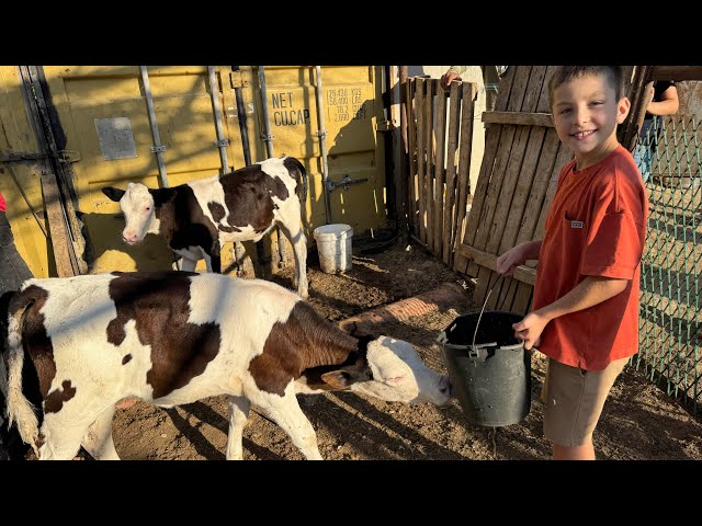COWS for Kids 🐮 Learn Fun Facts About Cows 🐄 Educational Videos for Kids 