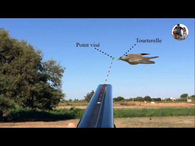 Dove Hunting Best Shots with explication of hunt