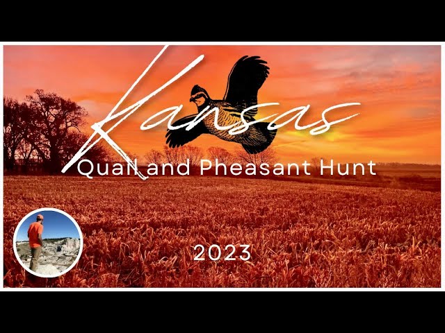 HOT Kansas Upland Hunt! Quail and Pheasant