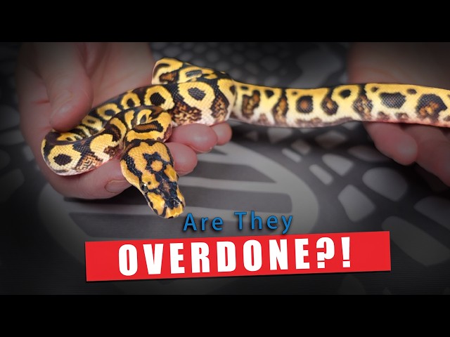 These Clown Ball Python BLEW Our Minds!