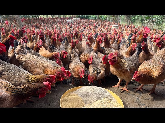 Full video: 136 days of free-range chicken farming for beginners – real results revealed.
