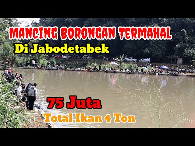 ALL ANGLERS ARE EXHAUSTED CATCHING 4 TONS OF FISH | WHOLESALE FISHING FOR 75 MILLION IDR IN BOGOR