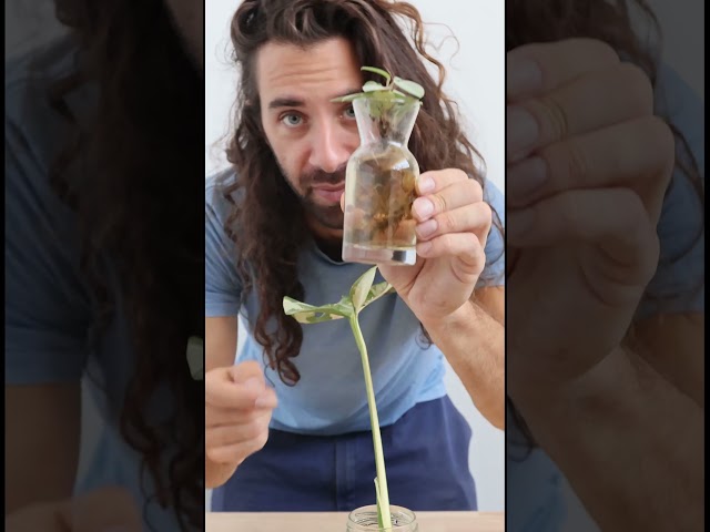 Stop placing your plant cuttings in water #plants #gardeningtips #propagation #waterpropagation