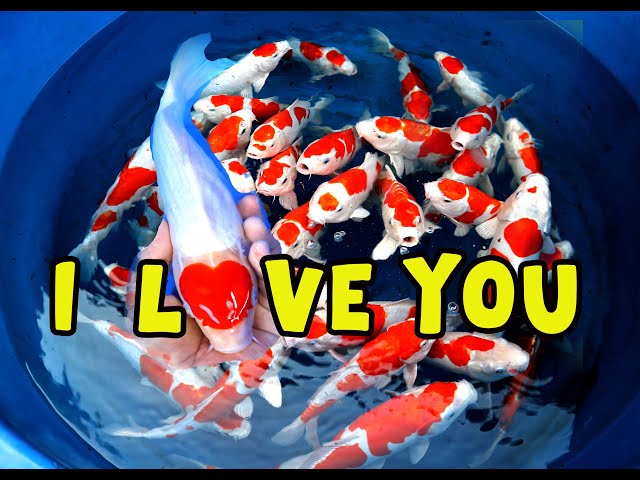 READY STOCK KOI FOR SALE!!! | 10-12-2025