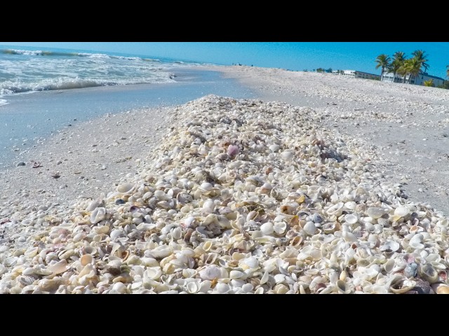Successful Mid-day Shelling at Sanibel Island, FL