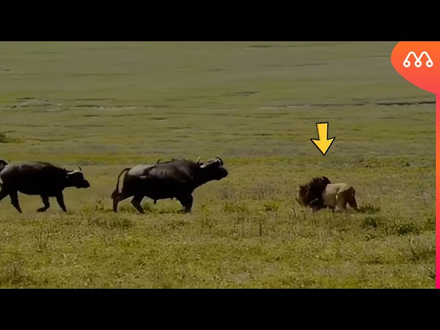 The lion regretted doing that.