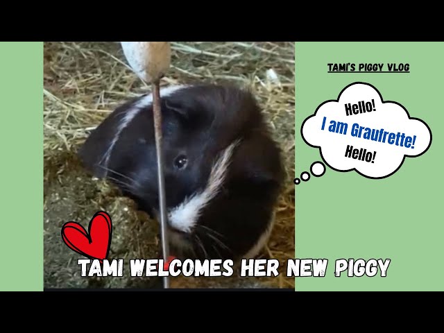 (Tami's Piggy Vlog) Tami Welcomes Her New Piggy! 20250701 EP212