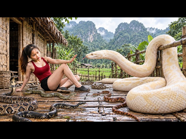 72 Hours Full Process 🔥 Giant Mutant Python Invades in the Farm | What Happens Next Is Terrifying!