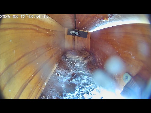 Vencejo común en caja 5 [🔴DIRECTO] - Common swifts in box5 [🔴LIVE]