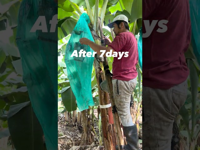 Banana Bagging and Male Bud Removal #BananaFarming #tips #tutorial