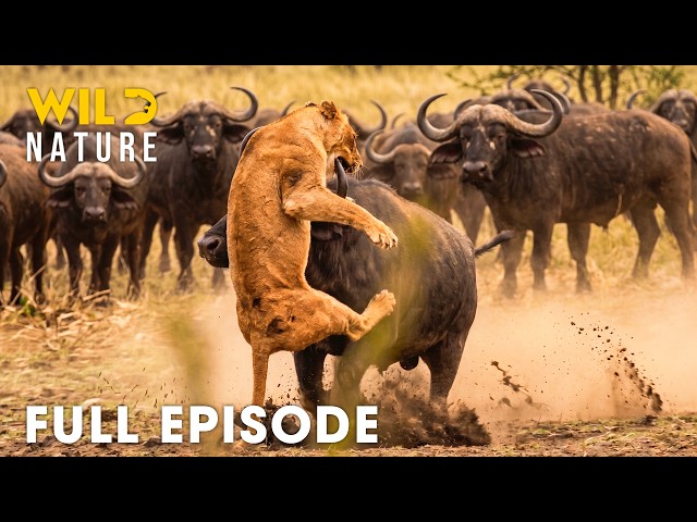 WILD SAVANNA | Africa's Greatest Fights for Survival (Full Episode) | Wildlife Documentary