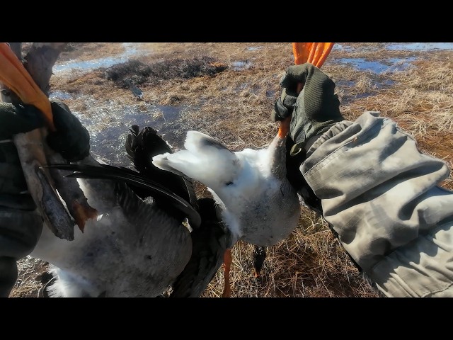 Spring Goose Hunting: How Did It Go?