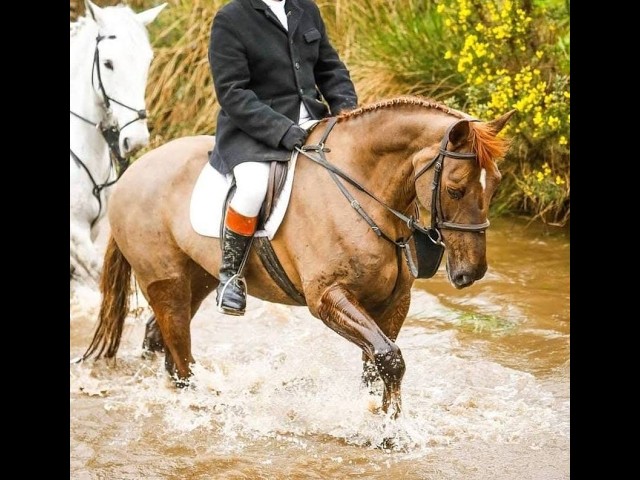 Ruby - Ballyrue Equestrian