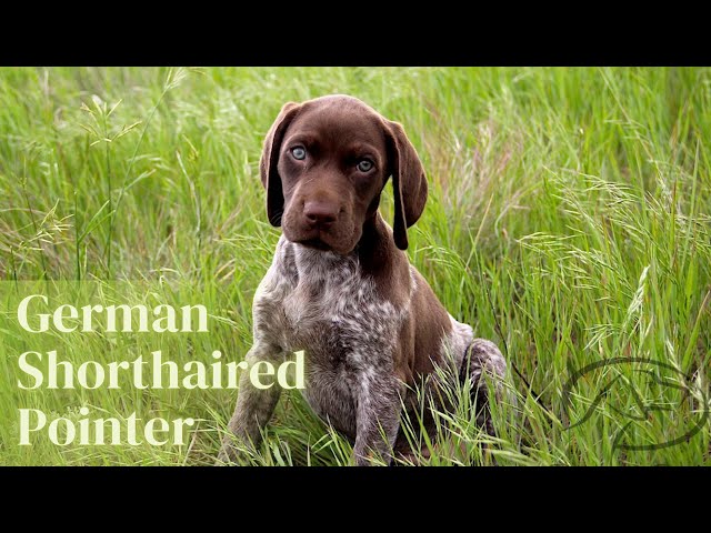 Top Things You Should Know About GSPs - German Shorthaired Pointers