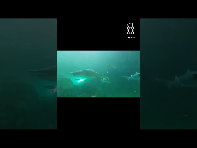 #sharklike #beccare #bitestuff